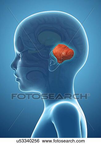 Stock Photograph - Child's cerebellum, illustration. Fotosearch