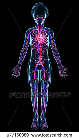 Child's circulatory system, illustration View Large Photo Image Stock Image - Child's circulatory system, illustration. Fotosearch