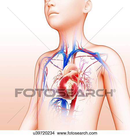 Child's heart, illustration View Large Photo Image Picture - Child's heart, illustration. Fotosearch