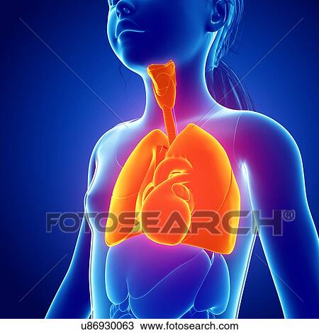 Stock Image - Child's heart-lung system, illustration. Fotosearch