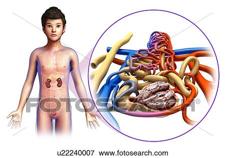 Child's kidney and nephron anatomy, illustration View Large Photo Image Stock Photo - Child's kidney and nephron anatomy, illustration. Fotosearch
