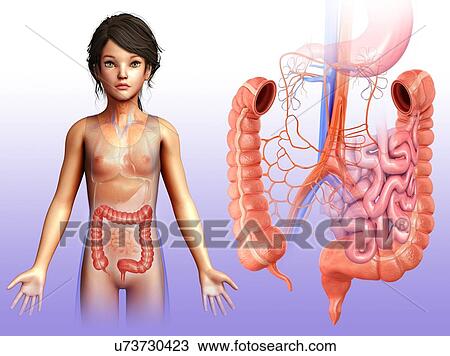 Child's large intestine anatomy, illustration View Large Photo Image Stock Image - Child's large intestine anatomy, illustration. Fotosearch
