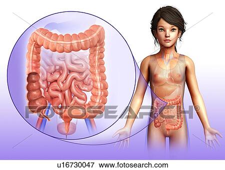 Stock Photo - Child's large intestine anatomy, illustration. Fotosearch