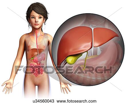 Stock Image - Child's liver anatomy, illustration. Fotosearch