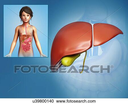 Stock Image - Child's liver anatomy, illustration. Fotosearch