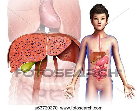Child's liver anatomy, illustration View Large Photo Image Stock Image - Child's liver anatomy, illustration. Fotosearch