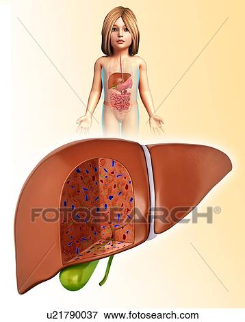 Stock Photo - Child's liver anatomy, illustration. Fotosearch