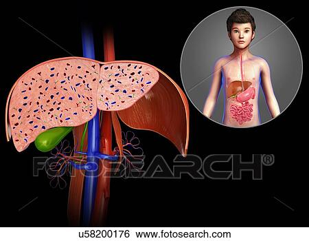Stock Photograph - Child's liver anatomy, illustration. Fotosearch