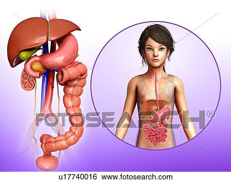 Stock Photograph - Child's liver and intestines, illustration. Fotosearch