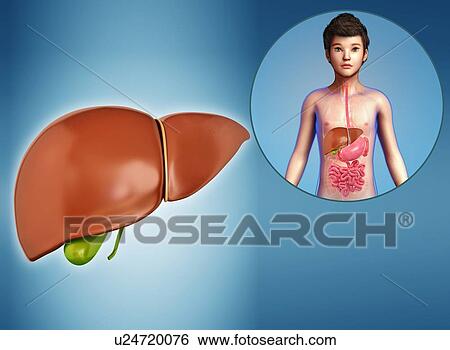 Child's liver, illustration View Large Photo Image Stock Photograph - Child's liver, illustration. Fotosearch