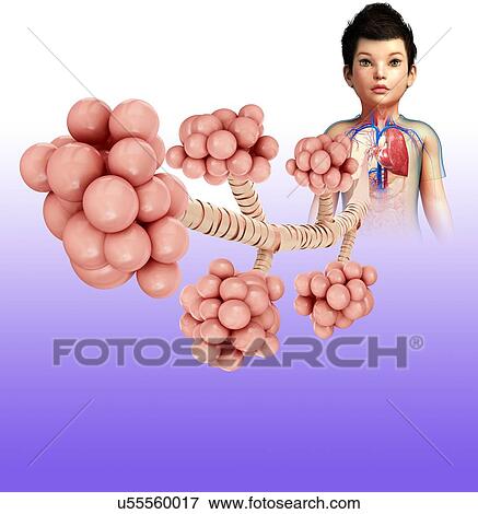 Stock Photo - Child's lung alveoli, illustration. Fotosearch