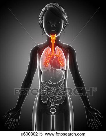 Child's lung bronchi, illustration View Large Photo Image Stock Photography - Child's lung bronchi, illustration. Fotosearch