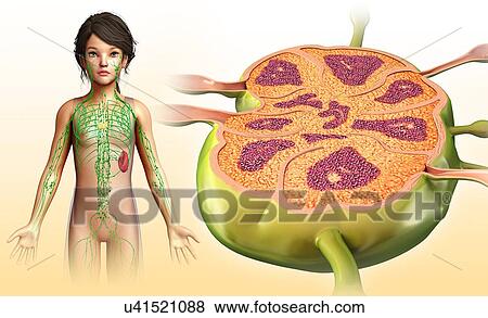 Child's lymph node, illustration View Large Photo Image Stock Photo - Child's lymph node, illustration. Fotosearch