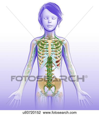 Stock Image - Child's lymphatic system, illustration. Fotosearch