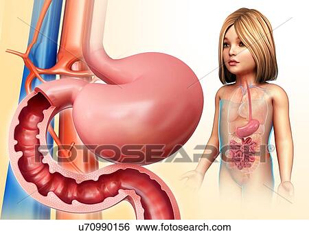 Stock Photograph - Child's stomach and duodenum, illustration. Fotosearch