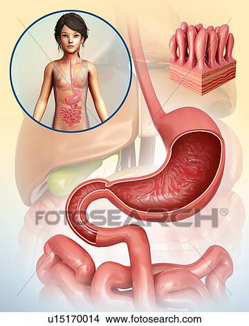 Child's stomach and intestinal villi, illustration View Large Photo Image Picture - Child's stomach and intestinal villi, illustration. Fotosearch