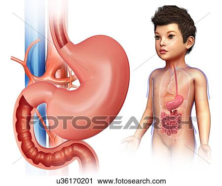 Stock Image - Child's stomach and intestines, illustration. Fotosearch