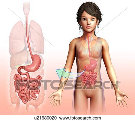 Stock Image - Child's stomach and small intestines, illustration. Fotosearch