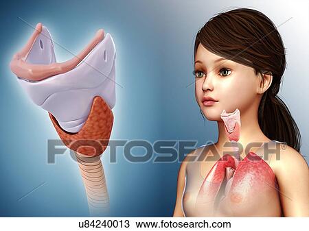 Stock Image - Child's thyroid anatomy, illustration. Fotosearch
