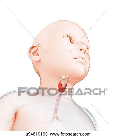 Child's thyroid gland, illustration View Large Photo Image Stock Image - Child's thyroid gland, illustration. Fotosearch
