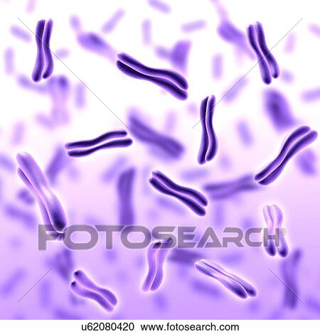 Stock Image - Chromosomes, illustration. Fotosearch