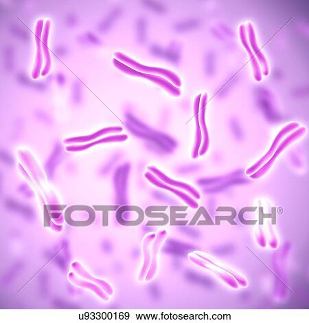 Stock Photo - Chromosomes, illustration. Fotosearch