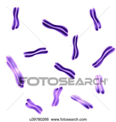 Chromosomes, illustration View Large Photo Image Stock Photograph - Chromosomes, illustration. Fotosearch