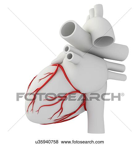 Stock Photo - Coronary arteries, illustration. Fotosearch