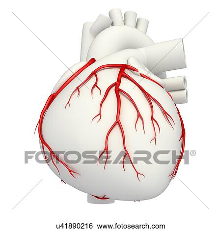 Coronary arteries, illustration View Large Photo Image Stock Photograph - Coronary arteries, illustration. Fotosearch
