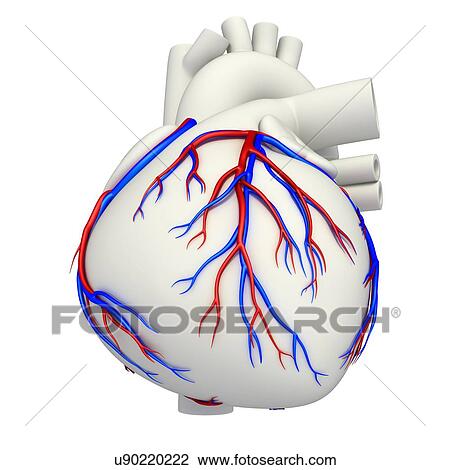 Stock Image - Coronary blood vessels, illustration. Fotosearch