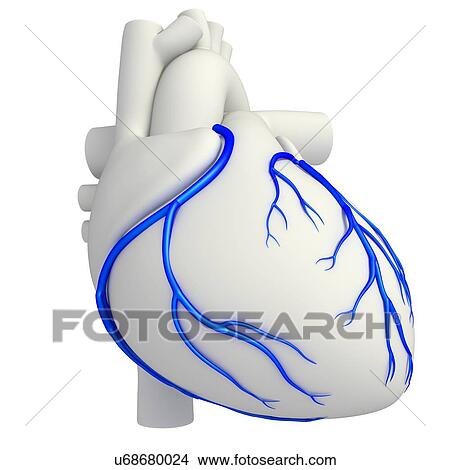 Coronary veins, illustration View Large Photo Image Picture - Coronary veins, illustration. Fotosearch