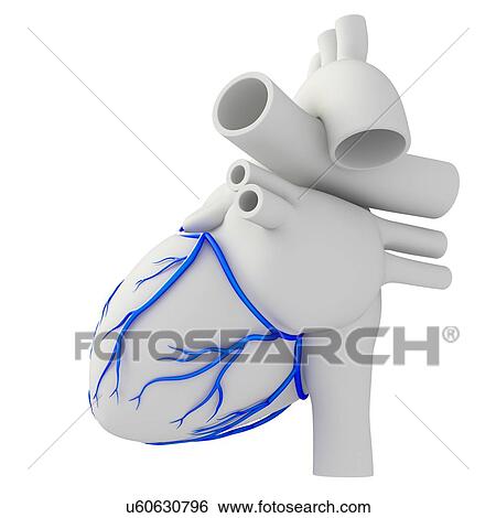 Stock Photograph - Coronary veins, illustration. Fotosearch
