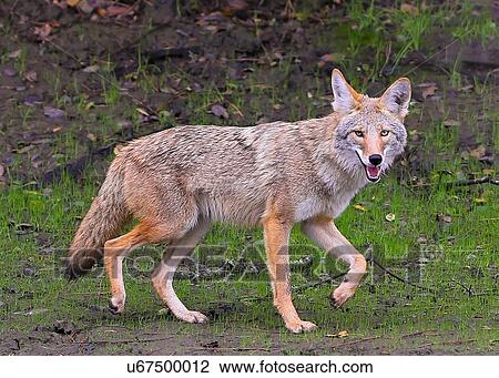 Coyote View Large Photo Image Stock Image - Coyote. Fotosearch