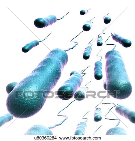 Picture - E. coli bacteria, illustration. Fotosearch