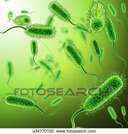 E. coli bacteria, illustration View Large Photo Image Stock Image - E. coli bacteria, illustration. Fotosearch