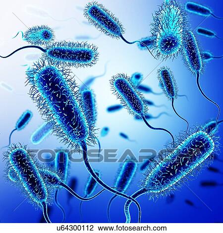 E. coli bacteria, illustration View Large Photo Image Stock Image - E. coli bacteria, illustration. Fotosearch
