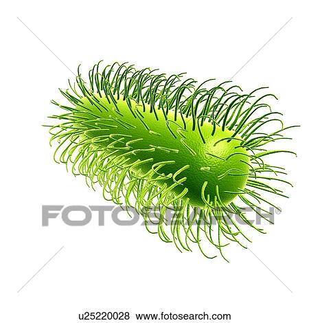 E. coli bacterium, illustration View Large Photo Image Stock Photo - E. coli bacterium, illustration. Fotosearch