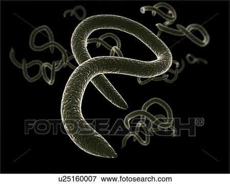 Stock Photo - Ebola virus. Fotosearch