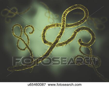 Ebola virus View Large Photo Image Stock Photo - Ebola virus. Fotosearch