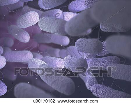 Stock Image - Enterobacteriaceae. Fotosearch