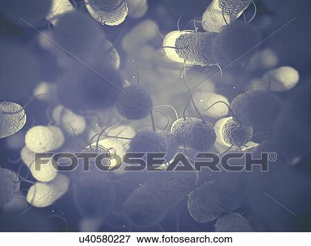 Stock Photo - Enterobacteriaceae. Fotosearch
