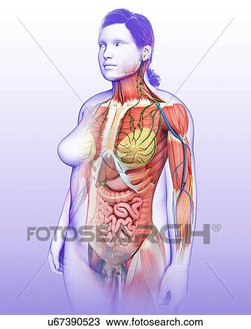 Female anatomy, illustration View Large Photo Image Stock Image - Female anatomy, illustration. Fotosearch