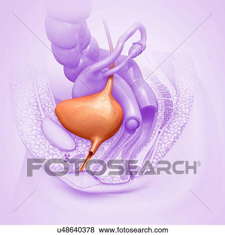 Female bladder, illustration View Large Photo Image Stock Photo - Female bladder, illustration. Fotosearch