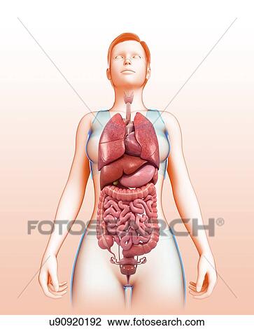 Stock Image - Female body organs, illustration. Fotosearch