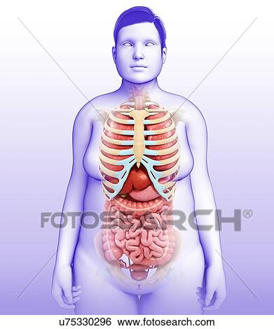 Female body organs, illustration View Large Photo Image Stock Photograph - Female body organs, illustration. Fotosearch