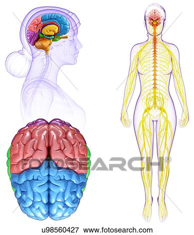 Stock Photo - Female brain regions and anatomy, illustration. Fotosearch
