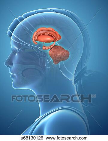 Female brain structures, illustration View Large Photo Image Stock Photograph - Female brain structures, illustration. Fotosearch