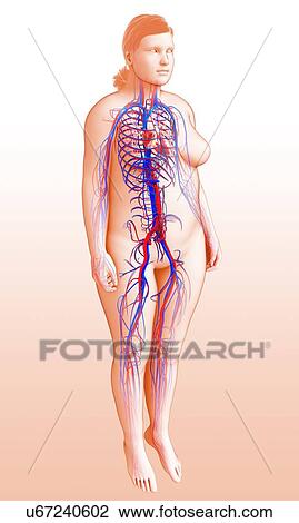 Stock Image - Female circulatory system, illustration. Fotosearch