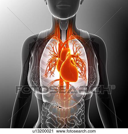 Stock Image - Female heart, illustration. Fotosearch