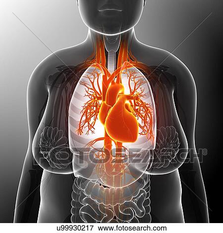 Stock Photo - Female heart, illustration. Fotosearch